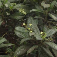 Psychotria zeylanica Sohmer